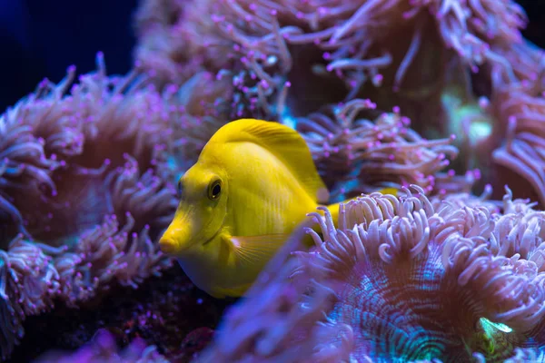 Aquarium sea yellow angel fish anemonas pets