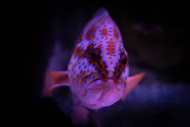 Kırmızı Sebastes akvaryum deniz balık evcil hayvan yaban hayatı