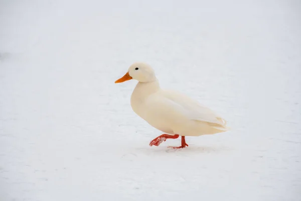Yaban ördeği yeşilbaş nadir mutant kış beyaz