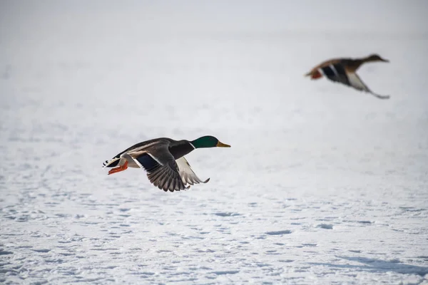 Yaban ördeği yeşilbaş beyaz kar kış sinek