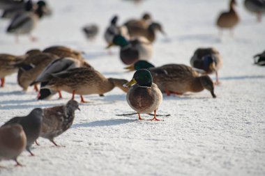 Yaban ördeği yeşilbaş beyaz kar kış yeme