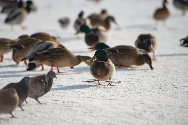 Yaban ördeği yeşilbaş beyaz kar kış yeme