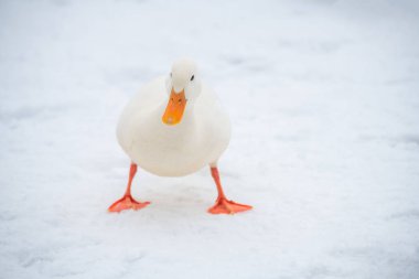 Yaban ördeği yeşilbaş nadir mutant kış beyaz