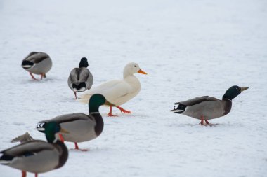 Yaban ördeği yeşilbaş nadir mutant kış beyaz