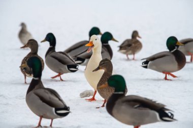 Yaban ördeği yeşilbaş nadir mutant kış beyaz