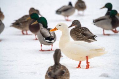 Yaban ördeği yeşilbaş nadir mutant kış beyaz