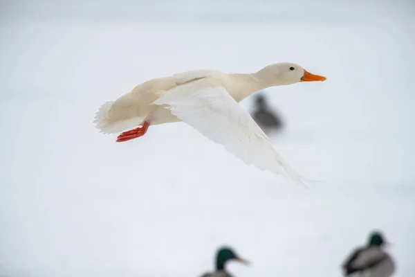 野鸭野鸭白色稀有变种人冬天 — 图库照片