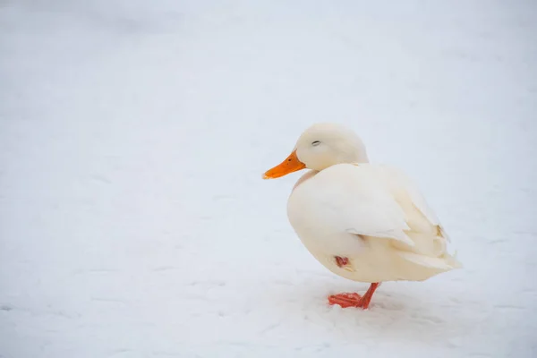 野鸭野鸭白色稀有变种人冬天 — 图库照片
