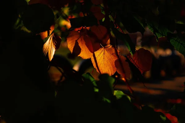 Podzimní barvy oranžové listy příroda makro světla — Stock fotografie