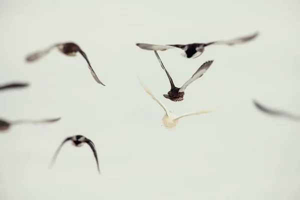 Дикая утка белая редкая мутантная зима — стоковое фото