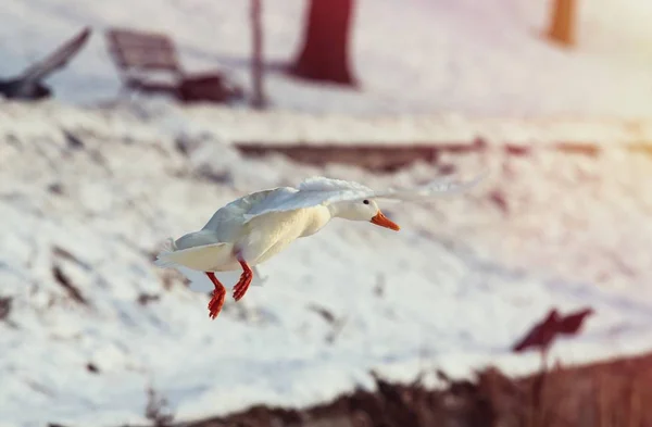 Wilde eend mallard witte zeldzame mutant winter genetische mutatie kleur vliegen — Stockfoto