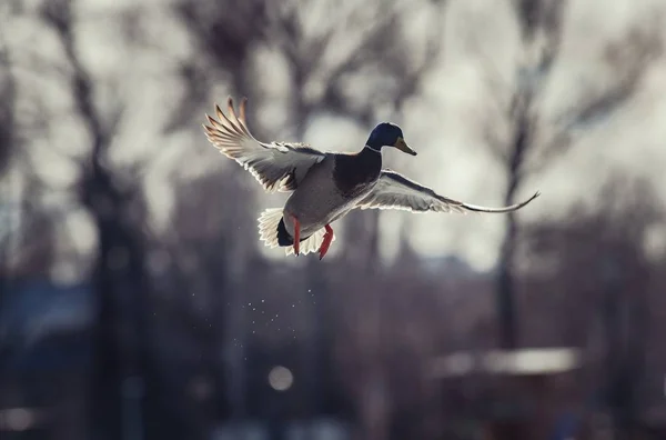 鸭鸭飞冬季自然行动生活 — 图库照片