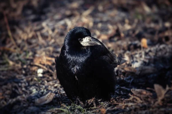 Молодой Черный Ворон Зимняя Холодная Жизнь Природа Дикая Выжить — стоковое фото
