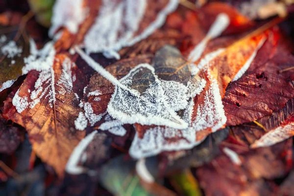 Herbst Winter Farbe Blatt Frost Kälte Natur — Stockfoto