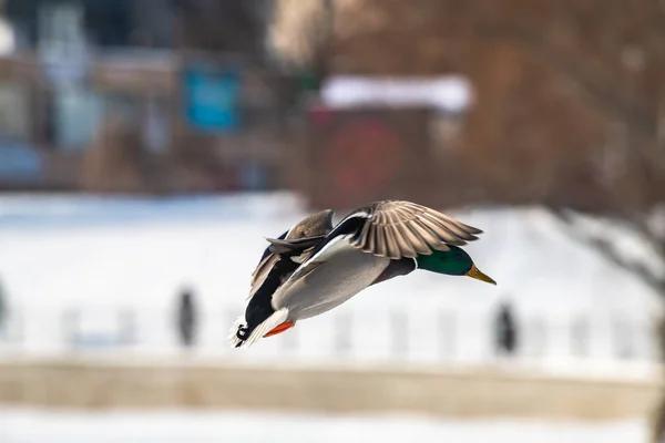 鸭鸭飞冬季自然行动生活 — 图库照片