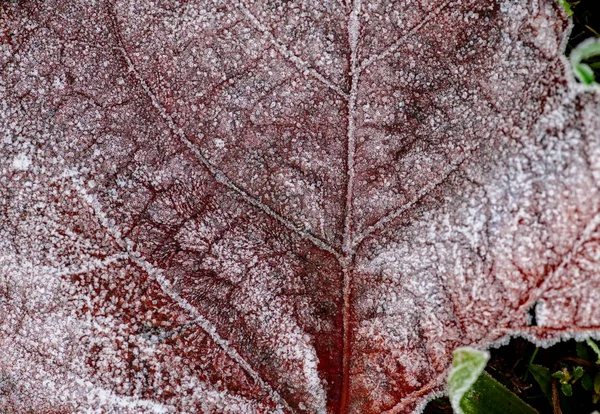 Sonbahar Kış renk yaprak buz soğuk doğa