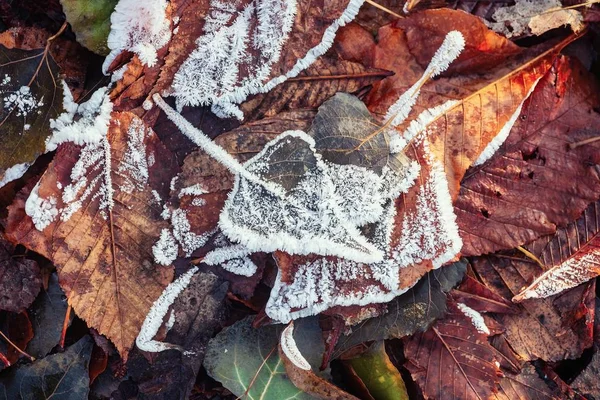 Herbst Winter Farbe Blatt Frost Kälte Natur — Stockfoto