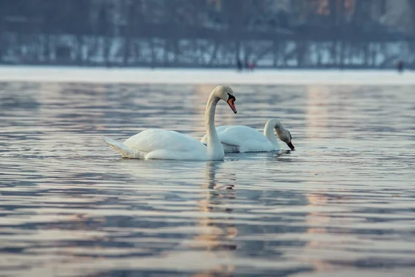 Two swans lake winter wild life nature
