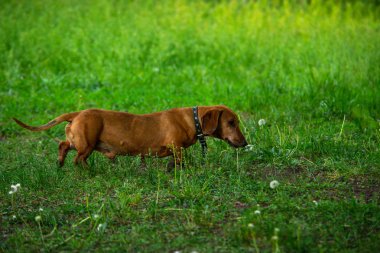 Yeşil çim paslı kırmızı Dachshund köpek