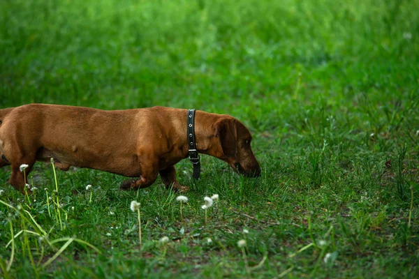 Rusty red Dachshund dog in green grass — Stock Photo, Image