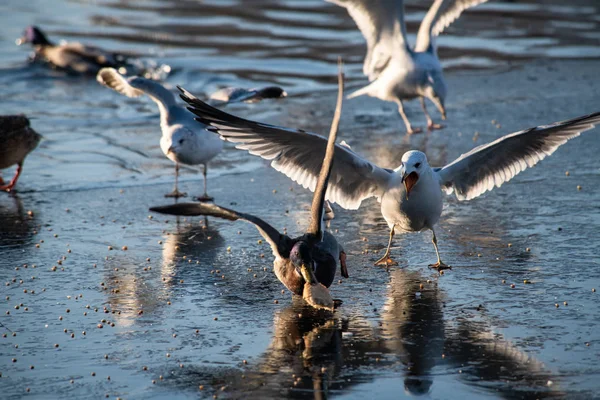 Möwen schreien Entenrennen um Nahrung Natur Winter — Stockfoto