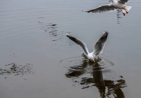 Дві чайки борються за їжу природа зима вижила — стокове фото