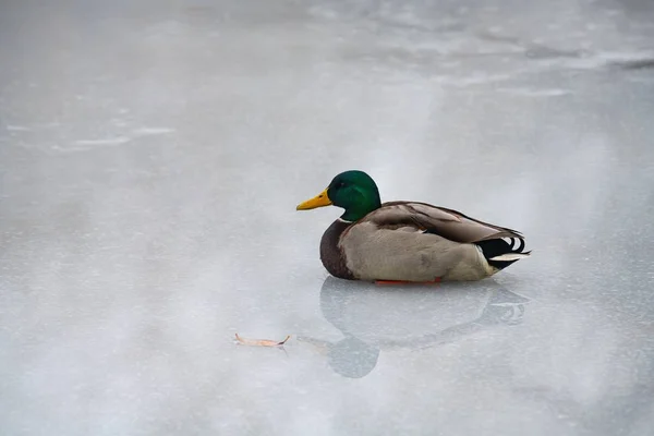 Pato reflejo agua hielo lago naturaleza invierno — Foto de Stock