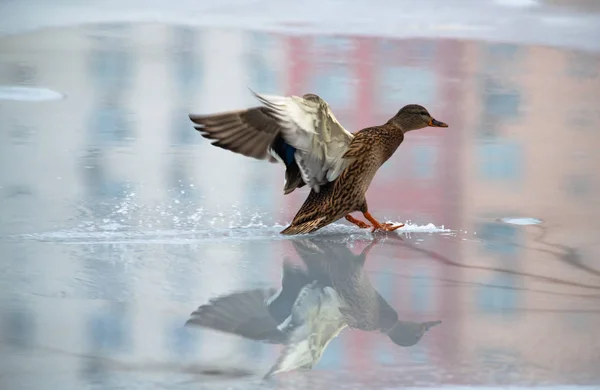Yansıma buzlu su Gölü doğa üzerinde açılış ördek