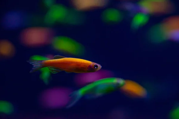 Schön Danio glühen Fische Süßwasser Haustiere Aquarium — Stockfoto