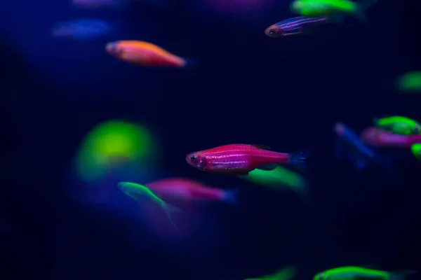 Nice danio glöd fisk sötvatten husdjur akvarium — Stockfoto