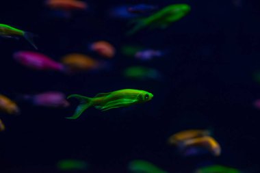 Güzel danio kızdırma balık tatlısu Evcil Hayvan Akvaryum