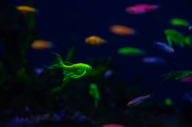 Güzel danio kızdırma balık tatlısu Evcil Hayvan Akvaryum