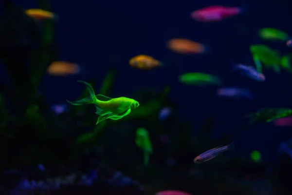Nice danio glow fish freshwater pets aquarium — Stock Photo, Image