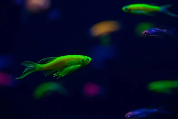 Mooie danio gloed vis huisdieren zoetwater aquarium — Stockfoto