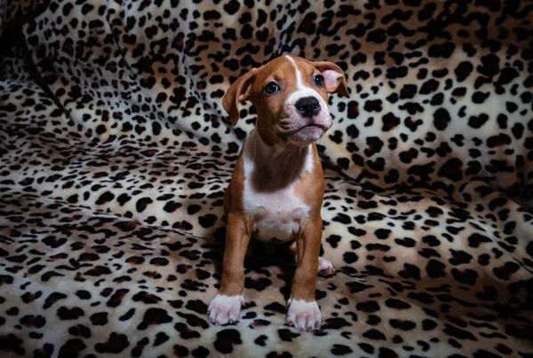 Nice amstaff cachorro cachorrinho animais de estimação vermelho enferrujado — Fotografia de Stock