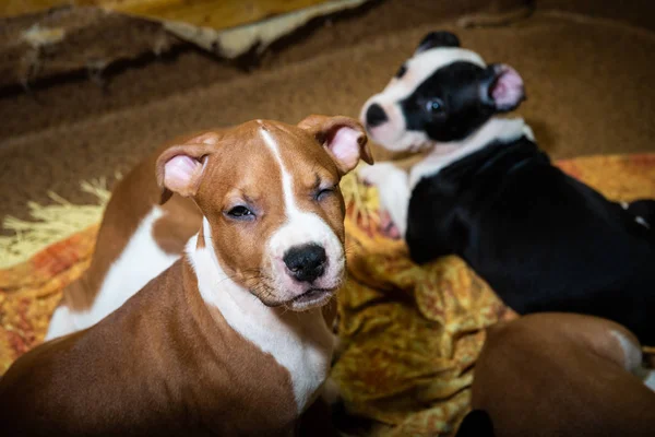 Nice amstaff cachorro cachorrinho animais de estimação vermelho enferrujado — Fotografia de Stock