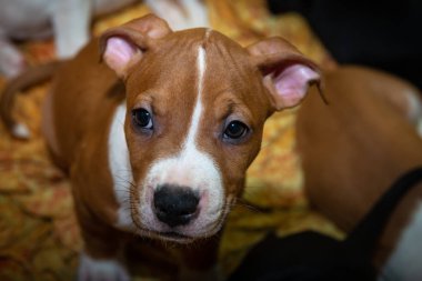 Güzel amstaff köpek yavrusu köpek evcil hayvan paslı kırmızı