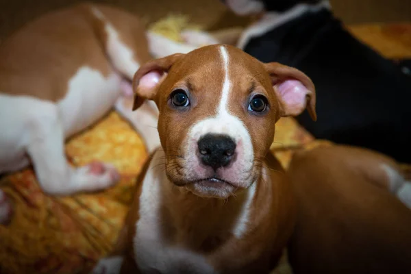 Nizza amstaff cucciolo cane animali arrugginito rosso — Foto Stock