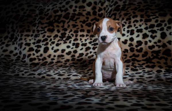 Nice amstaff cachorro cachorrinho animais de estimação vermelho enferrujado — Fotografia de Stock