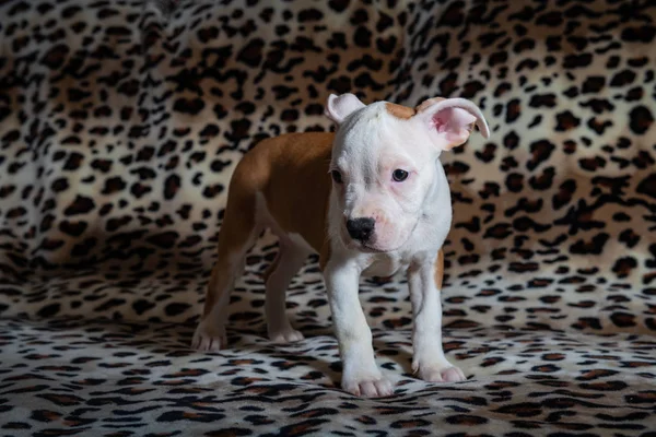 Nice amstaff cachorro cachorrinho animais de estimação vermelho enferrujado — Fotografia de Stock