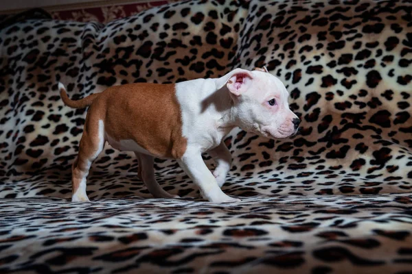 Nice amstaff cachorro cachorrinho animais de estimação vermelho enferrujado — Fotografia de Stock