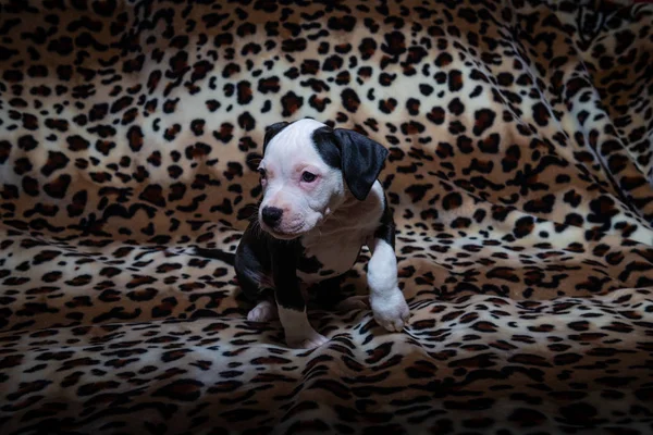 Nice amstaff cachorro cachorrinho animais de estimação vermelho enferrujado — Fotografia de Stock