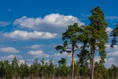 Bahar iğne yapraklı orman güneşli gün mavi gökyüzü
