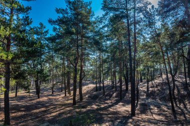 Bahar iğne yapraklı orman güneşli gün mavi gökyüzü