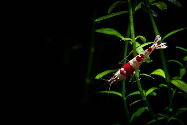 Nice cristal camarão vermelho fundo escuro aquário — Fotografia de Stock