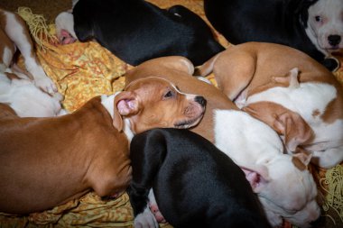 Güzel amstaff köpek yavrusu köpek evcil hayvan paslı kırmızı