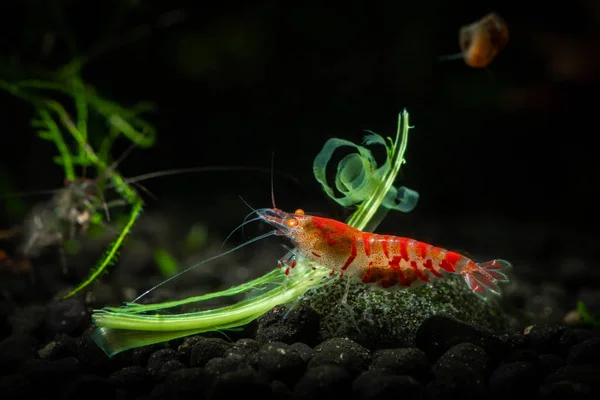 Kırmızı kaplan karides turuncu yaprak yeşil göz