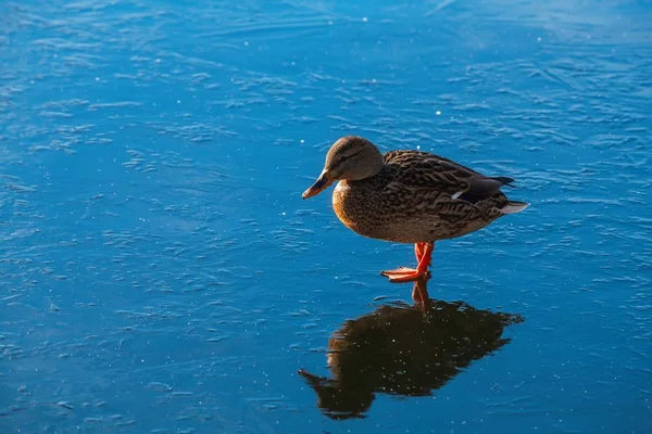 鸭反射冰冬天自然颜色水蓝色 — 图库照片