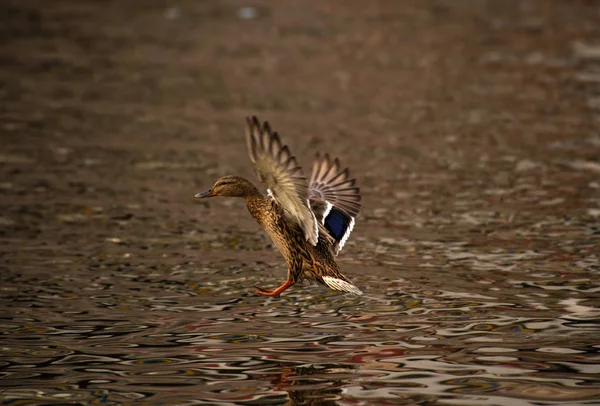 鸭蝇自然泉水生命湖 — 图库照片