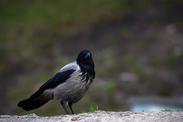 灰色のカラスの鳥春の時間を閉じる — ストック写真